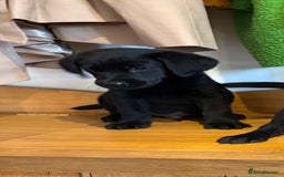 Goldador dogs for sale: GORGEOUS GOLDADORS  - Image 21