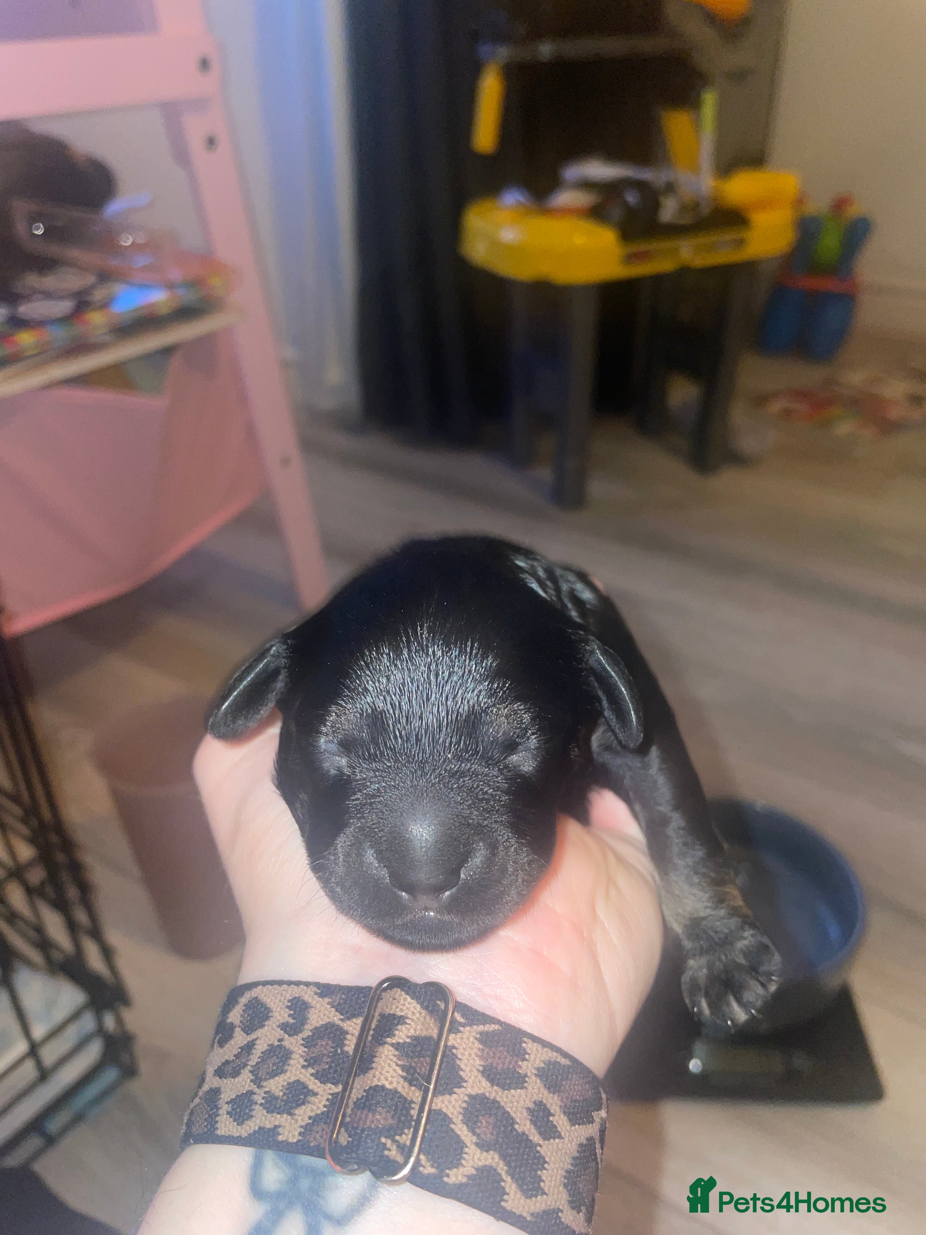 Mixed Breed dogs Beautiful Dachshund, French bulldog hybrid puppy - Advert 2