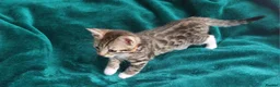 Bengal cats for sale:  Ready NOW!Mixed/x tabby/half bengal kittens💙💚🧡 - Advert 2