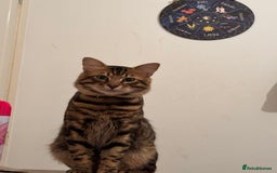 Bengal cats for sale: Garf unneutered male  - Image 6