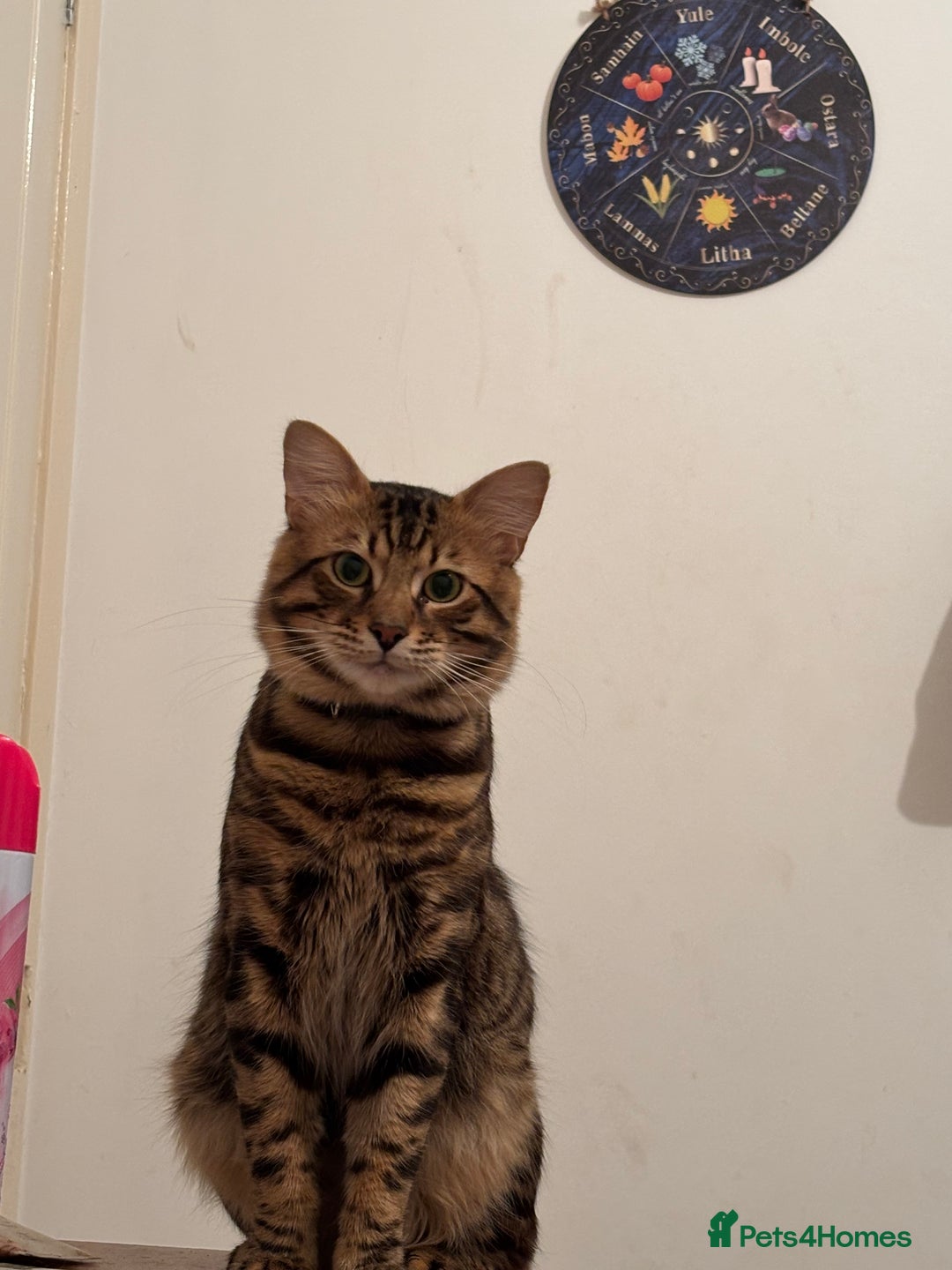 Bengal cats for sale: Garf unneutered male  - Image 6