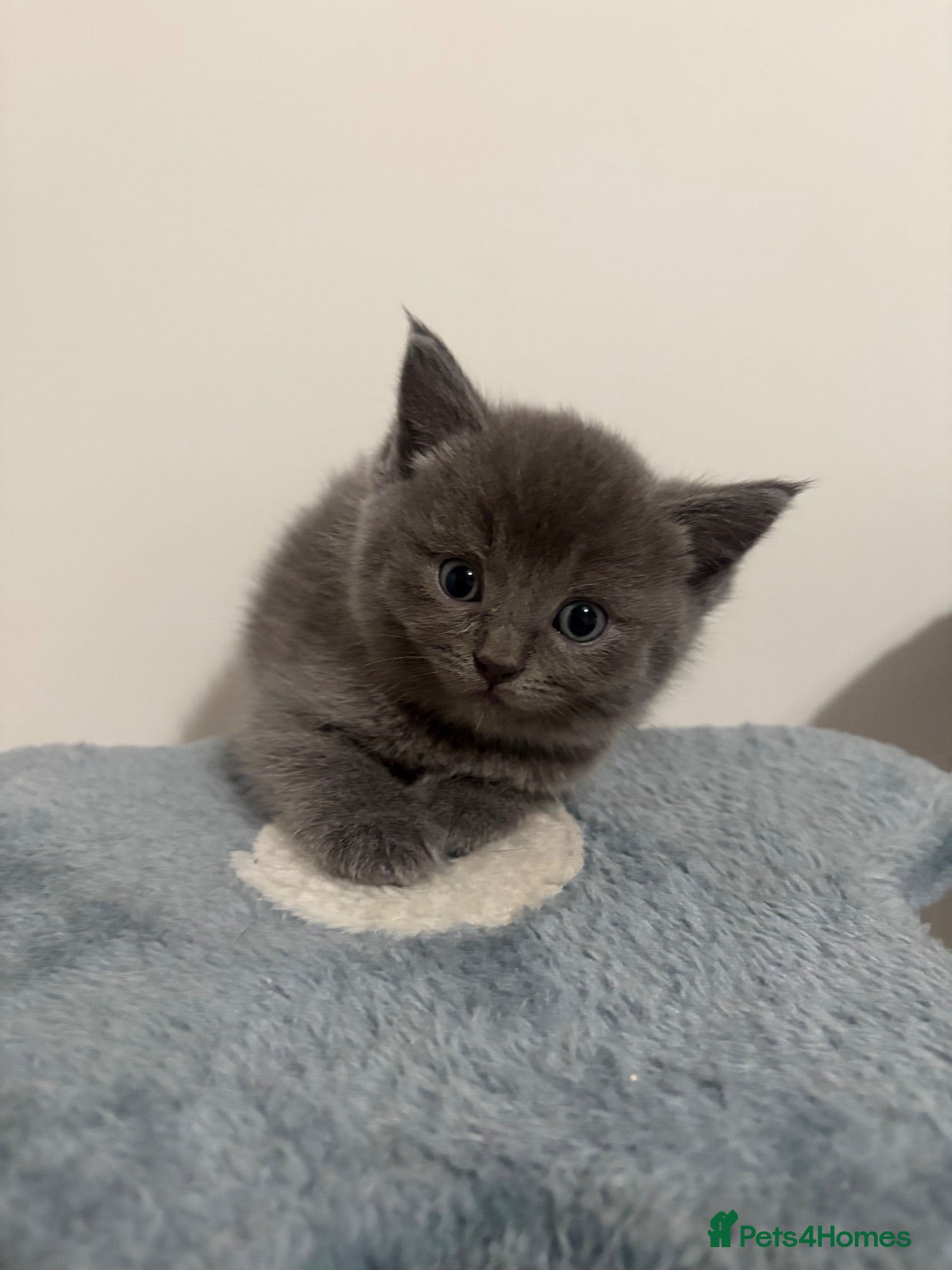 British Longhair cats Ragdoll Cross x BSH/Scottish Fold Kitten - Advert 10