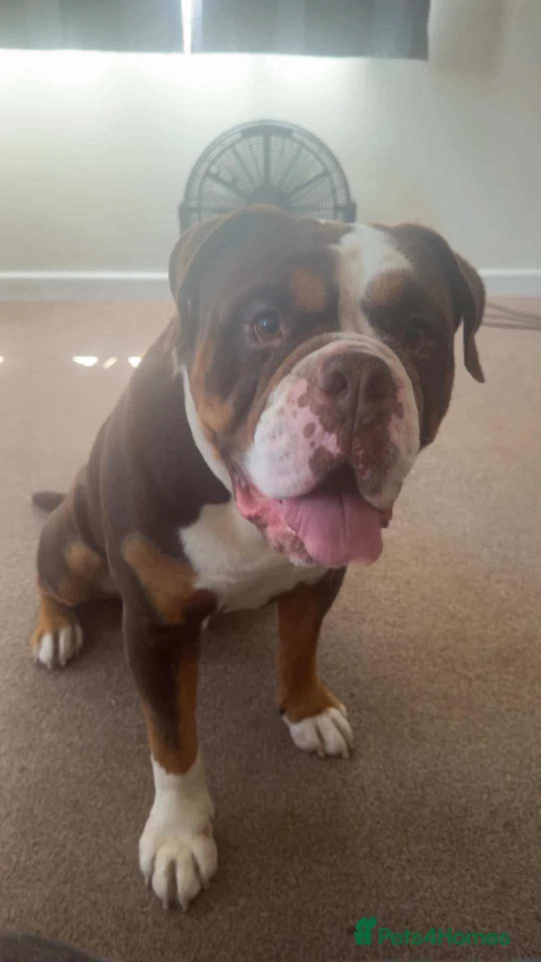 Mixed Breed dogs for sale: English X American bulldog  in Liskeard - Advert 2