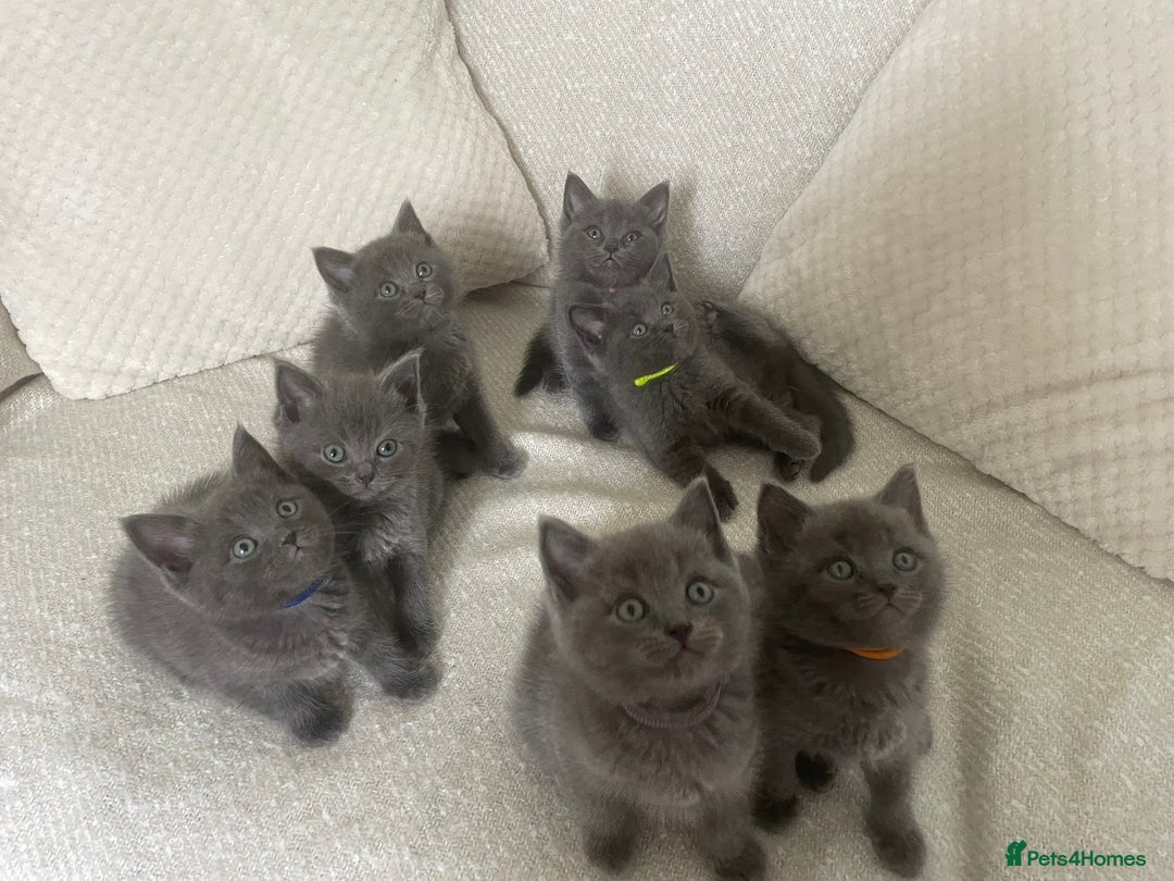 Ragdoll cats for sale: Cuddly & Sweet Ragdolls - Image 1