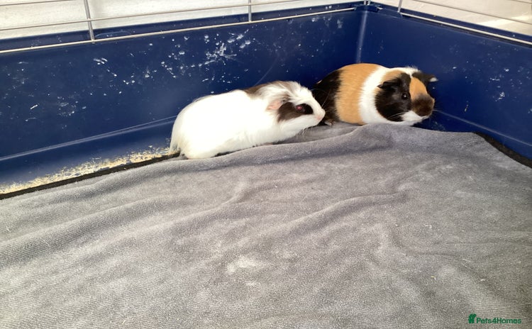 Guinea Pig rodents - Advert 2