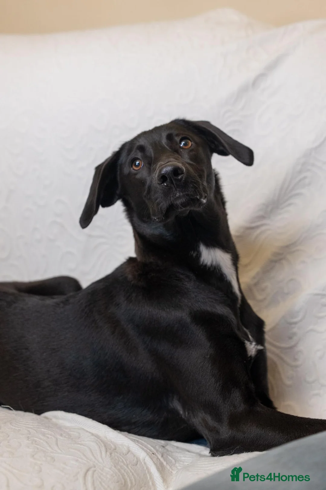 Mixed Breed dogs for adoption: Lovely Lilly - Advert 1