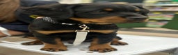 Rottweiler dogs for sale: Puppy rottweiler  - Advert 4