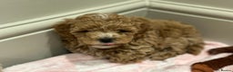 Maltipoo dogs for sale: Rare maltipoo puppies please read description  - Advert 18