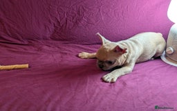 French Bulldog dogs for sale: Wonderful French Bulldog boy  - Advert 7