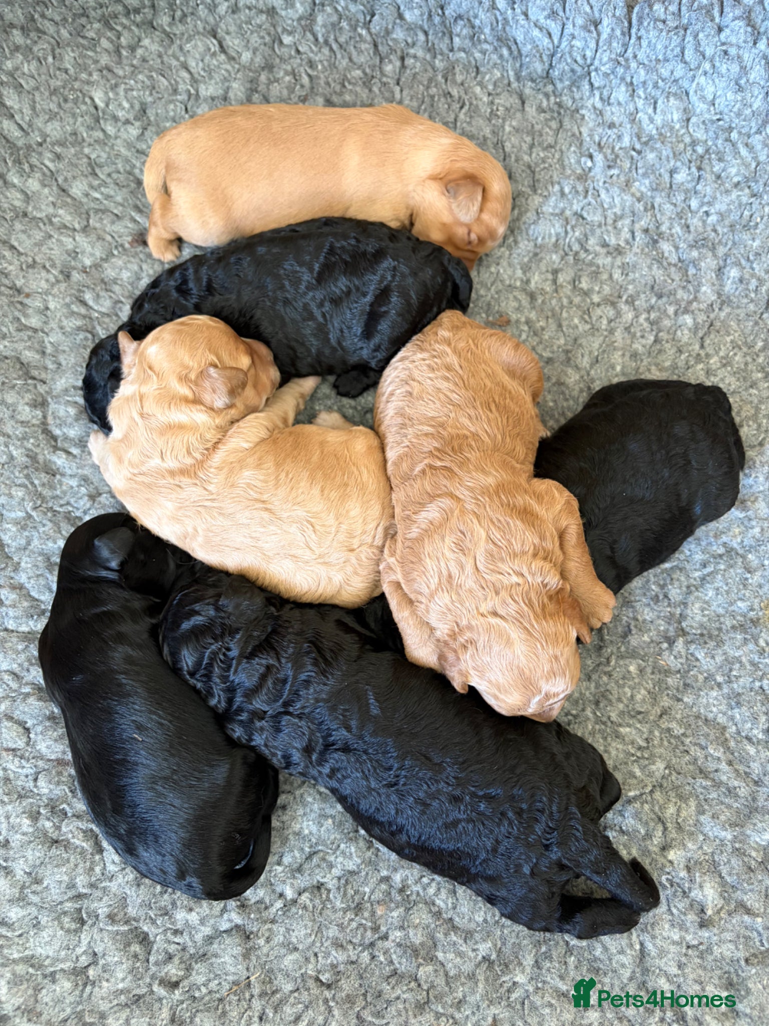 Goldendoodle dogs Cotswold Miniature/Toy Goldendoodles, All Colours - Advert 4