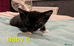 Mixed Breed cats for sale: Ready for our new adventure 🐾 - Image 18