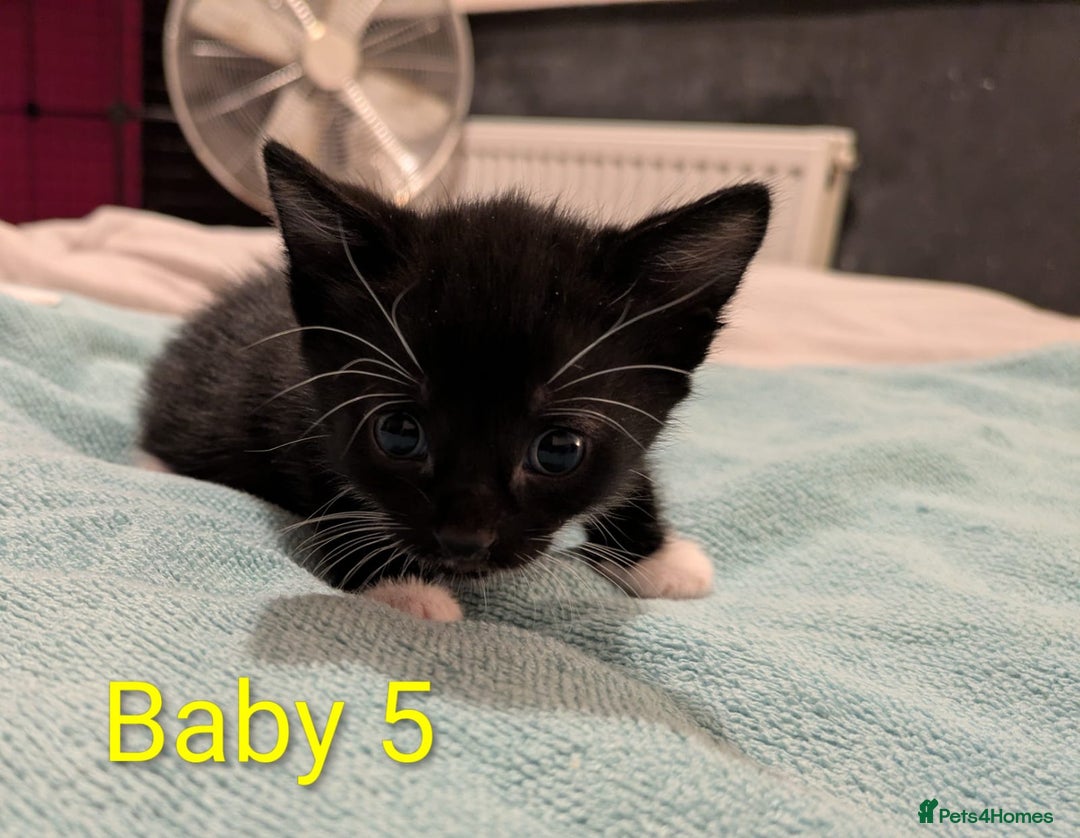 Mixed Breed cats for sale: Ready for our new adventure 🐾 - Image 18