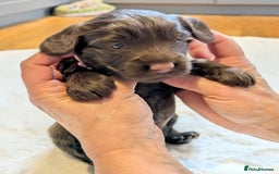 Cockapoo dogs for sale: F1 Cockapoo Chocolate Puppies - Image 4