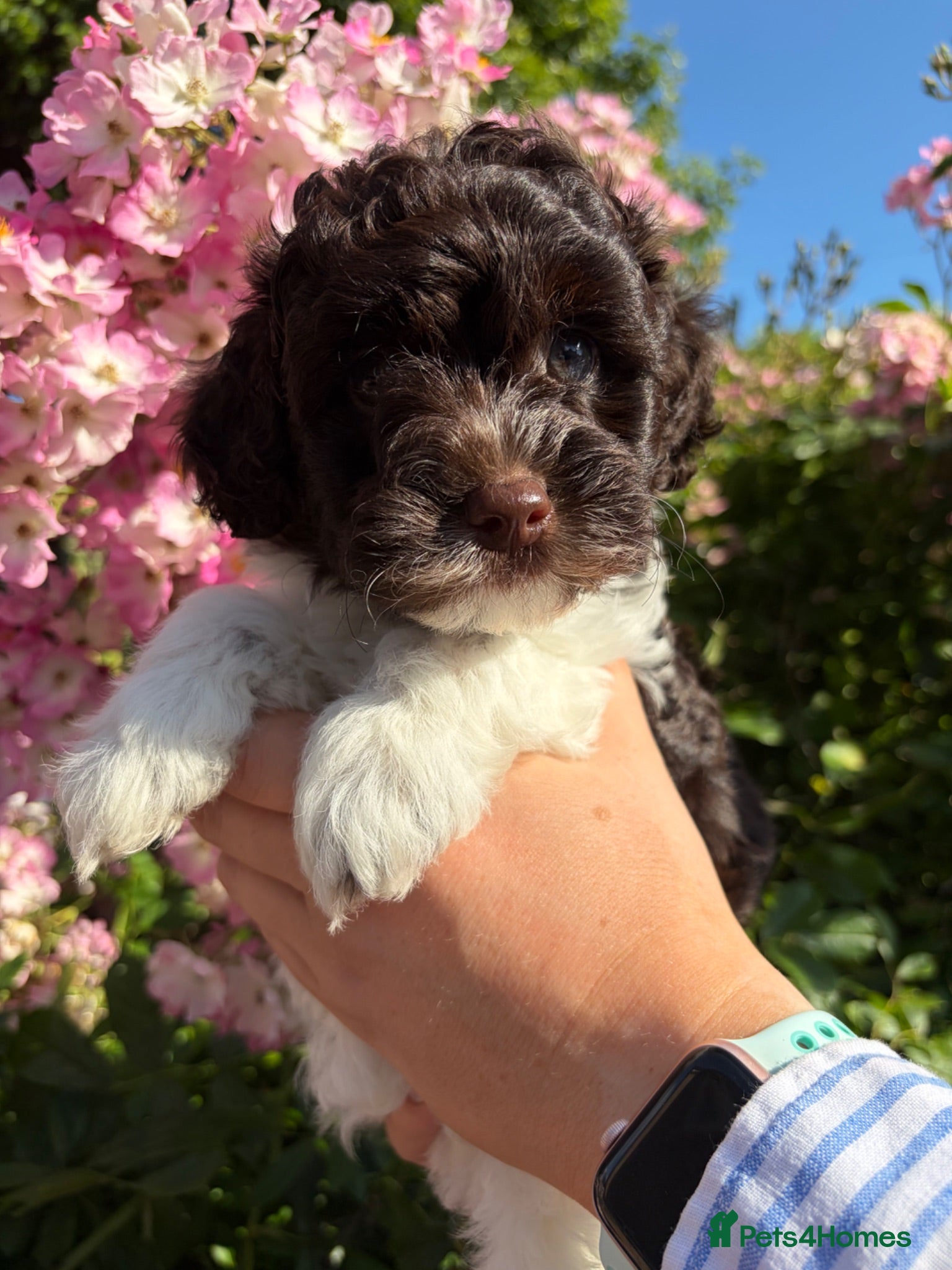 Australian Labradoodle dogs Miniature Australian Labradoodle Puppies - Advert 5