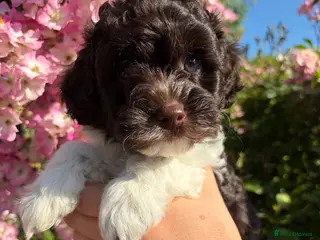 Australian Labradoodle dogs Miniature Australian Labradoodle Puppies - Advert 5