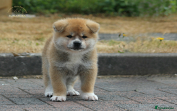 Japanese Akita Inu dogs for sale: ♥OUR PUPPIES ARRIVED♥ in Builth Wells - Image 26