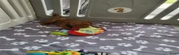 Miniature Poodle dogs for sale: KC Registered miniature poodle  - Advert 4