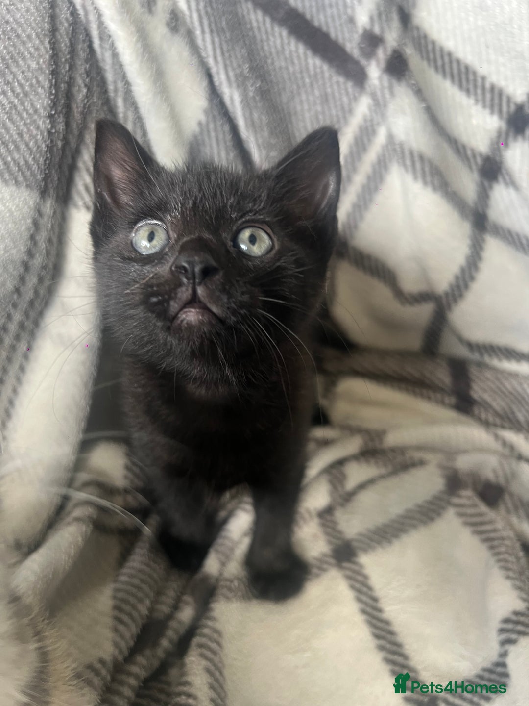 Mixed Breed cats for sale: chunky kittens - Image 2