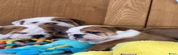 English Bulldog dogs for sale: Ch Sired Bulldog Puppies  - Advert 4