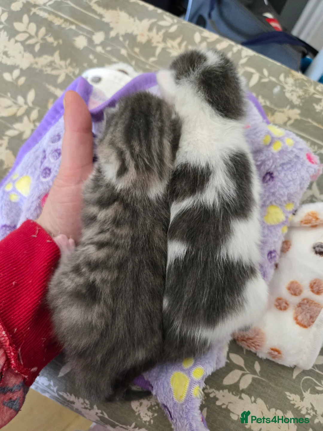 Mixed Breed cats for sale: 4 beautiful kittens 2 males & 2 females  - Advert 20