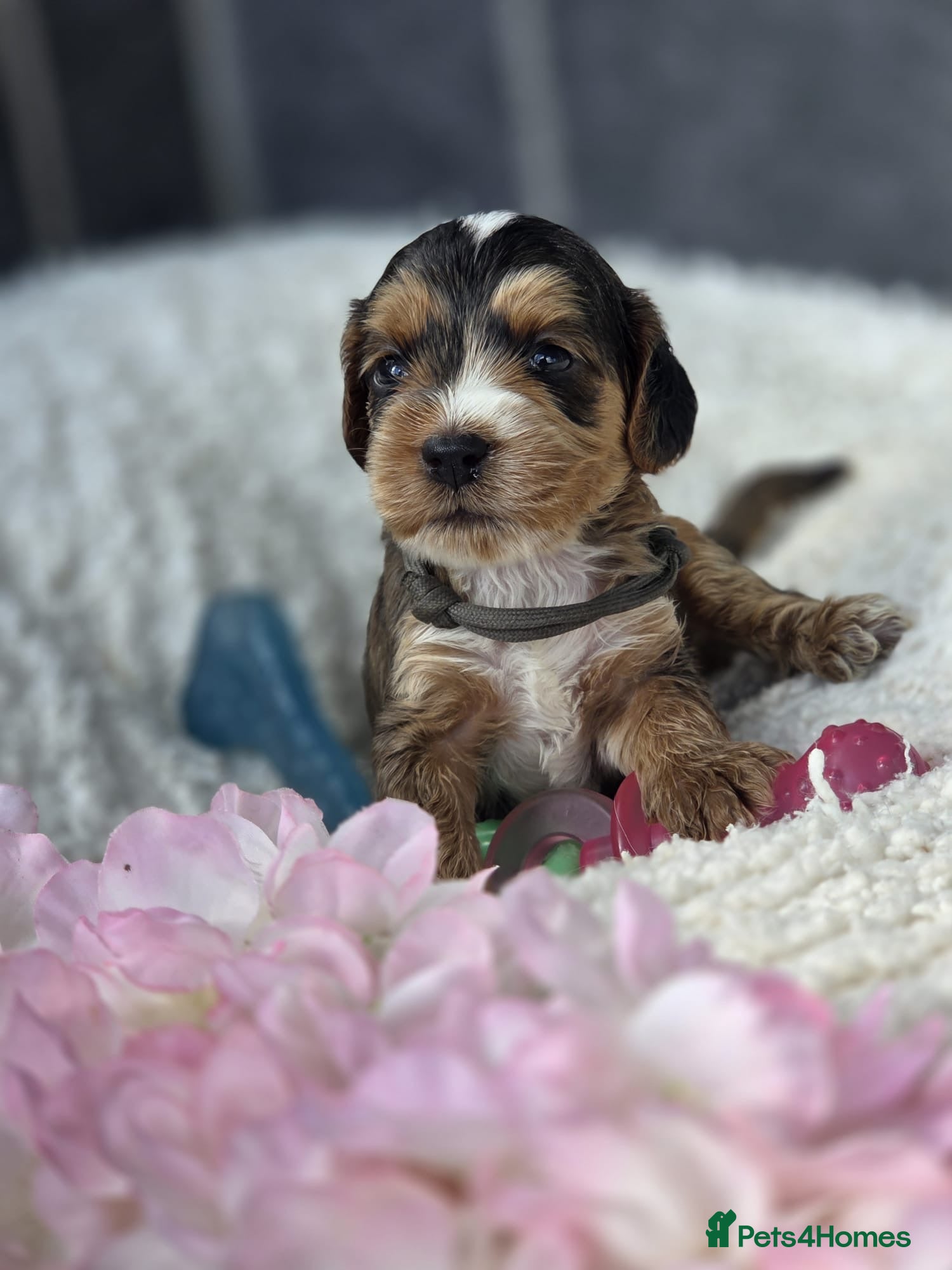Cockapoo dogs Stunning Cockapoo Pups - Advert 3