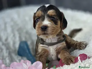 Cockapoo dogs Stunning Cockapoo Pups - Advert 3