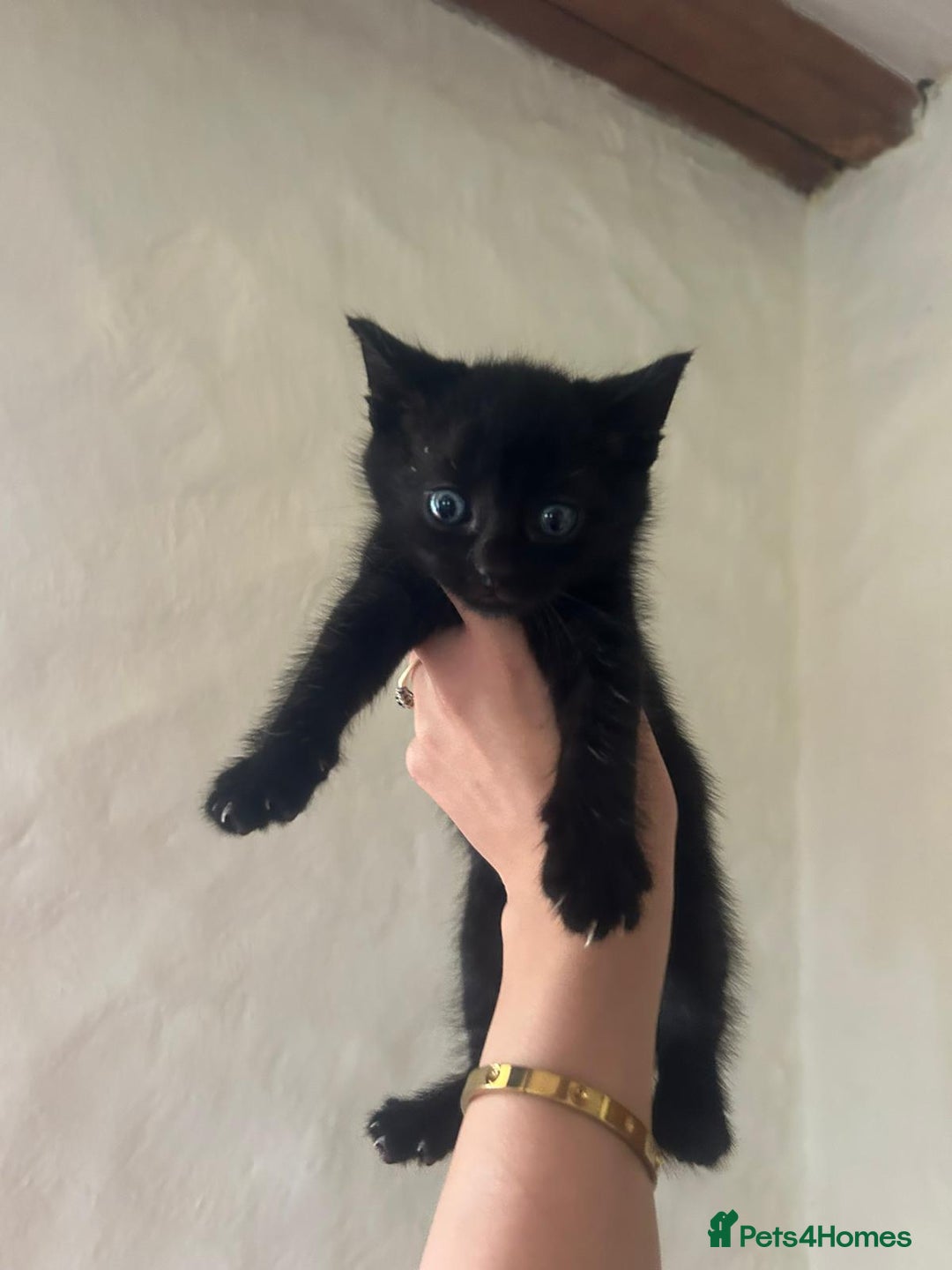 Mixed Breed cats for sale: Beautiful kittens - Image 11