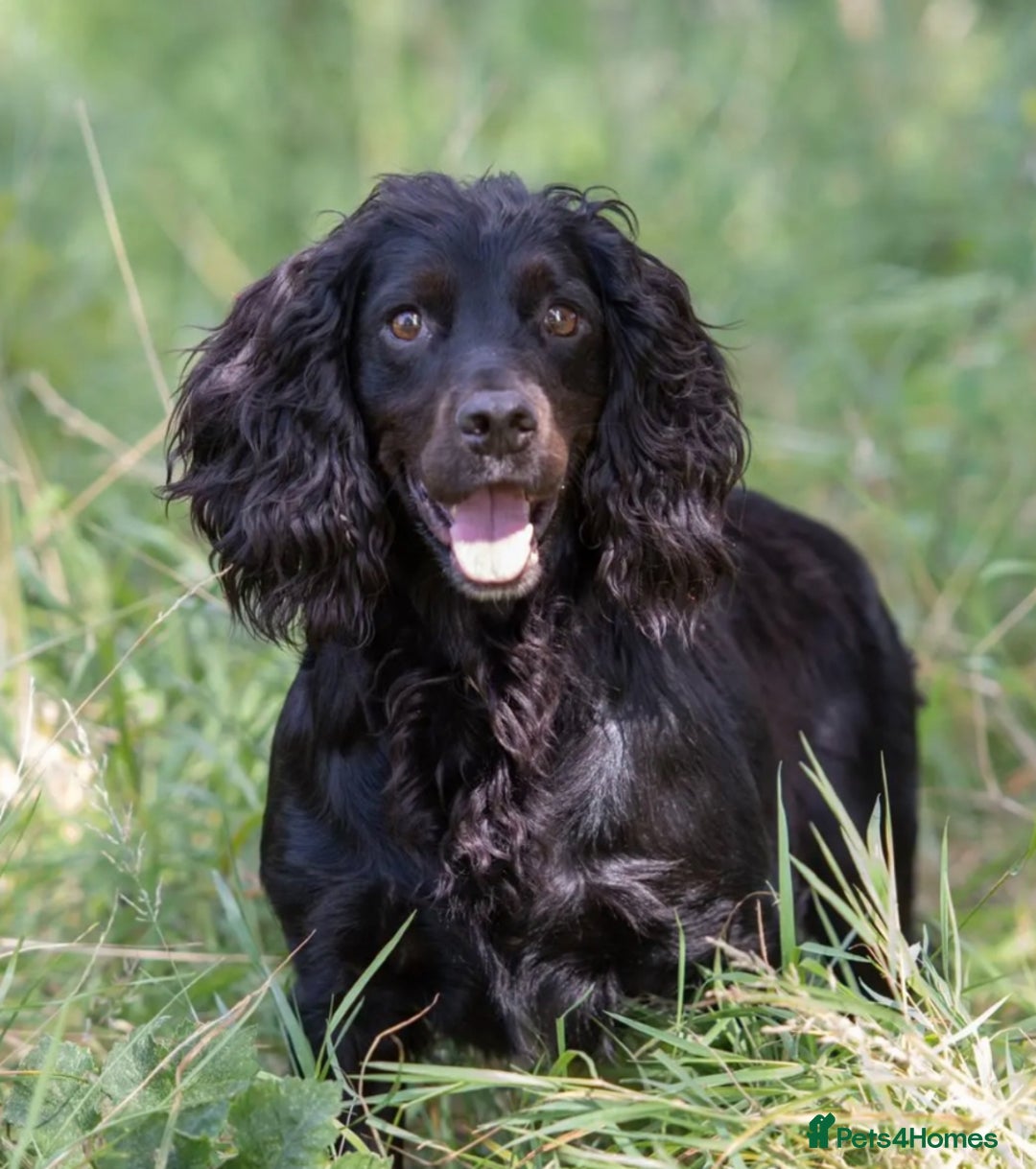 Cocker Spaniel dogs for sale: Working cocker spaniel pups - Image 5