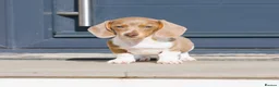 Miniature Dachshund dogs for sale: !! REDUCED !! LAST BOY LEFT!! - Advert 10