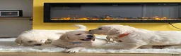 Golden Retriever dogs for sale: Last One! KC Golden Retriever Puppy Available - Advert 31