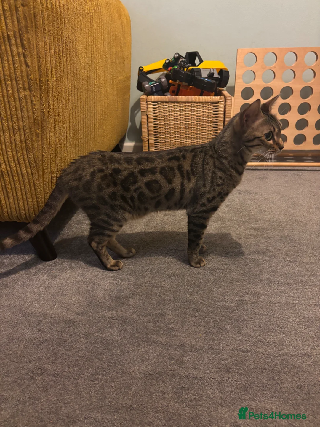 Bengal cats for sale: Miss Coco in Bala - Advert 2