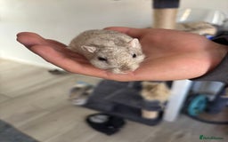 English rabbits for sale: Two handsome gerbils - Image 7