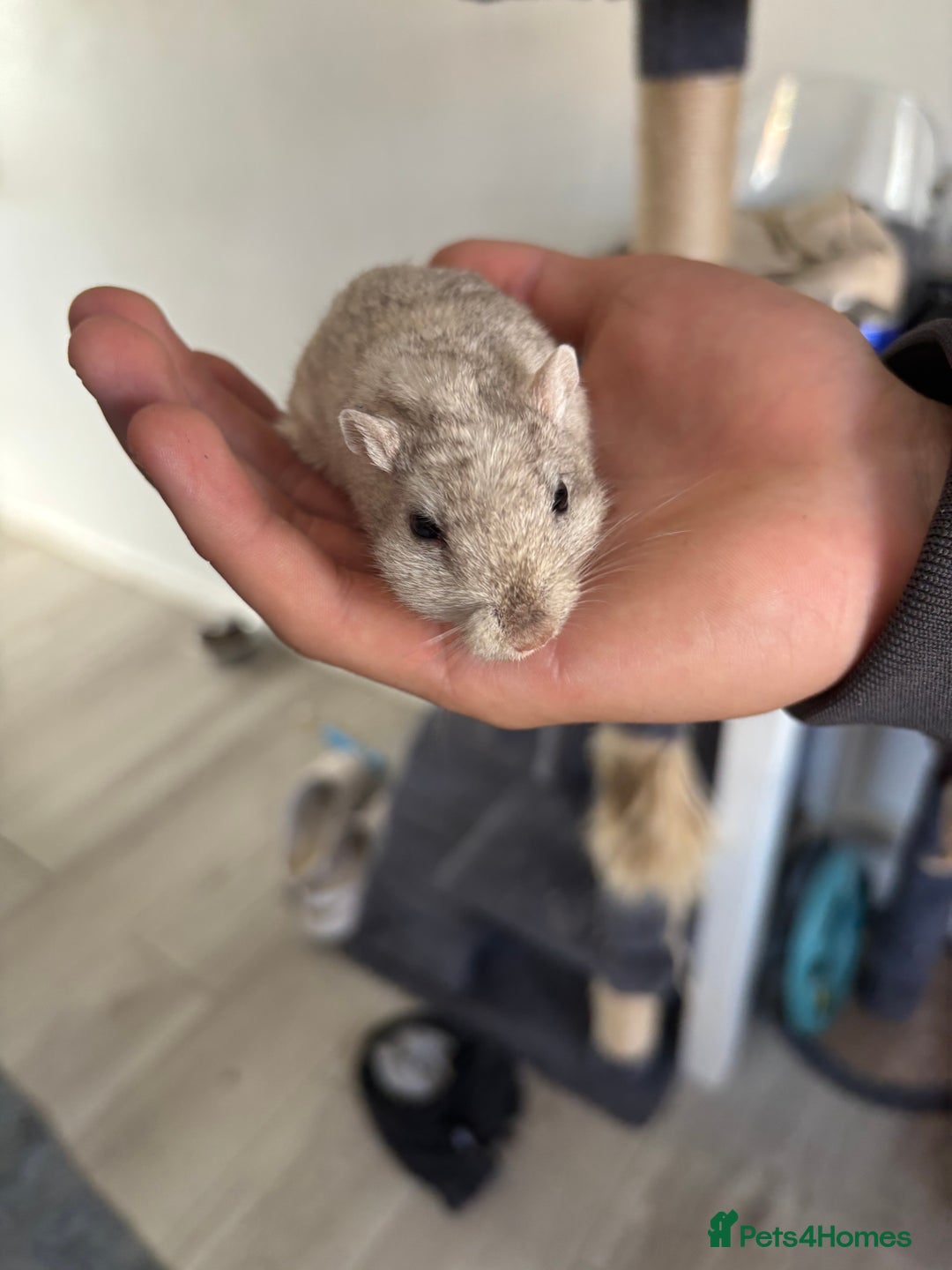 English rabbits for sale: Two handsome gerbils - Image 7