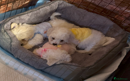 Maltese dogs for sale: Maltese Bichon Puppies Ready to Melt Your Heart! - Image 1