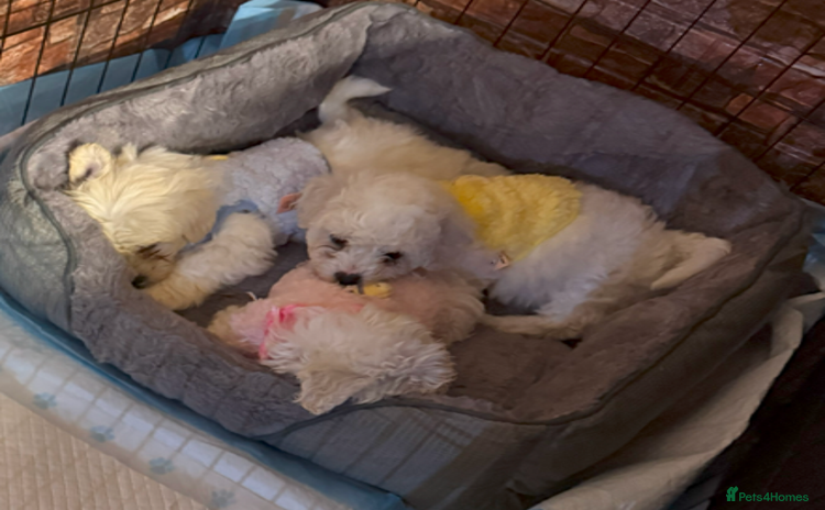 Maltese dogs - Advert 14