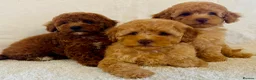 Toy Poodle dogs for sale: Toy poodle puppies  in Wakefield - Advert 26