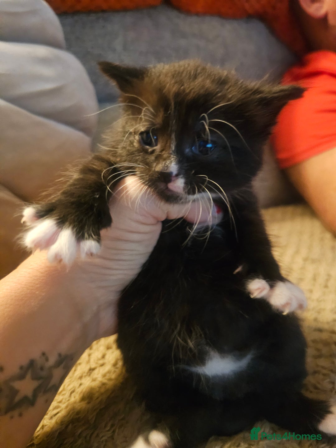British Shorthair cats for sale: Gorgeous black/white kittens  - Image 5