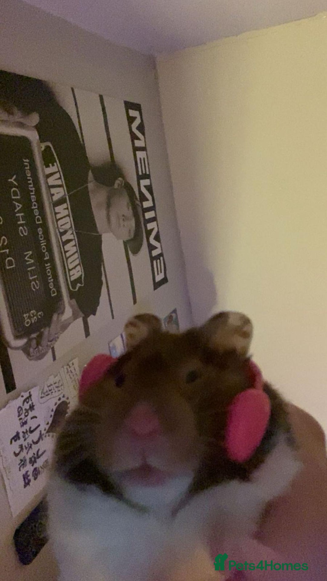 Hamster rodents for sale: Female hamster  - Image 2
