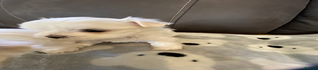 Maltese Puppy 1