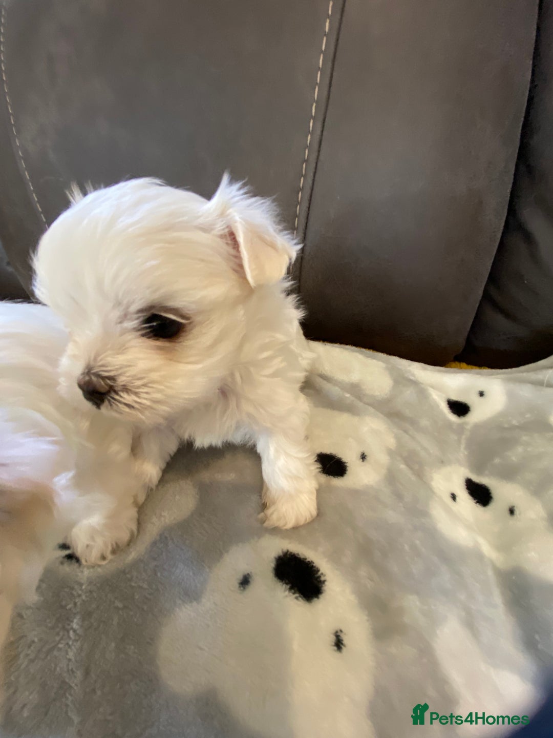 Maltese dogs for sale: Beautiful Maltese Puppies  - Image 8