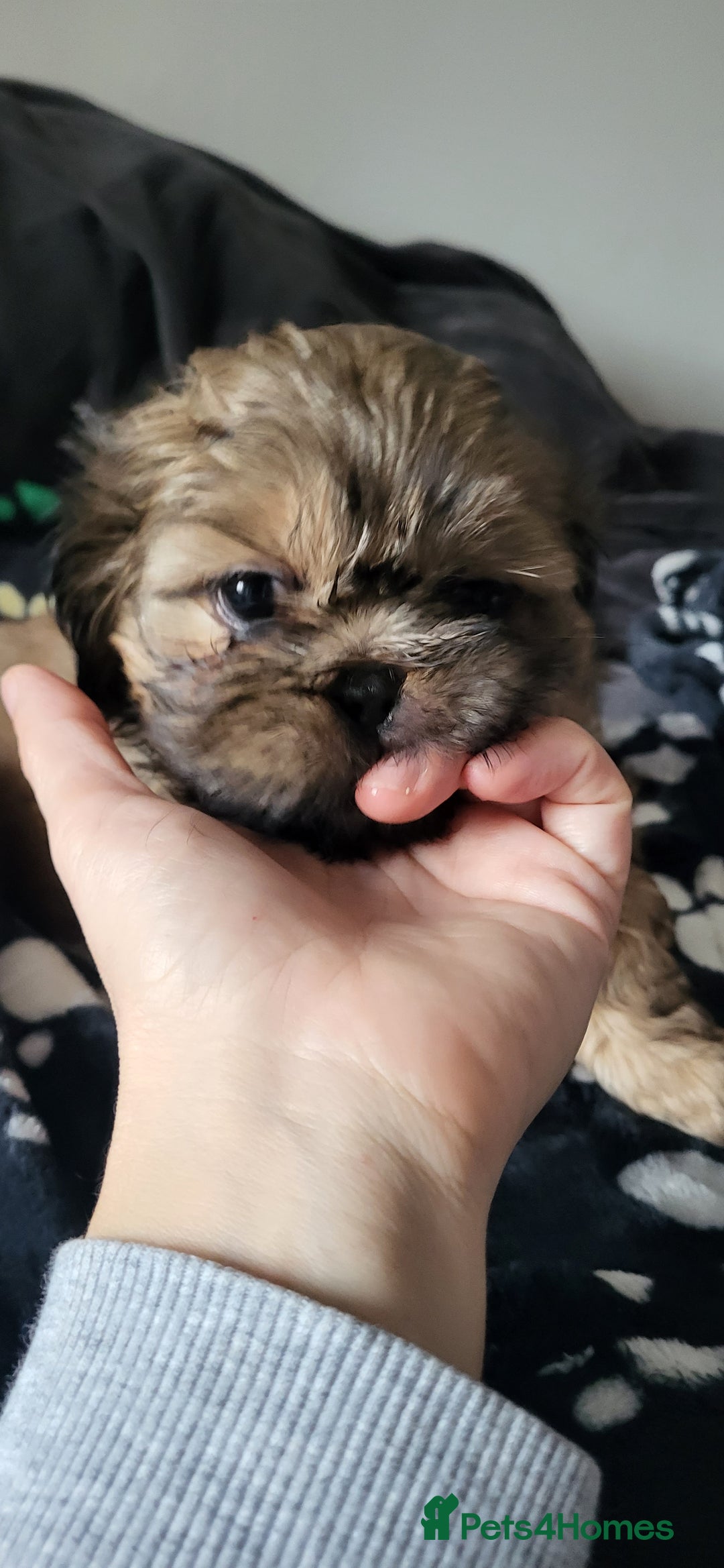 Shih Tzu dogs for sale: Adorable Shih tzu Puppies  - Image 9