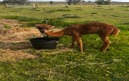 Alpaca livestock for sale: Alpacas  - Advert 9