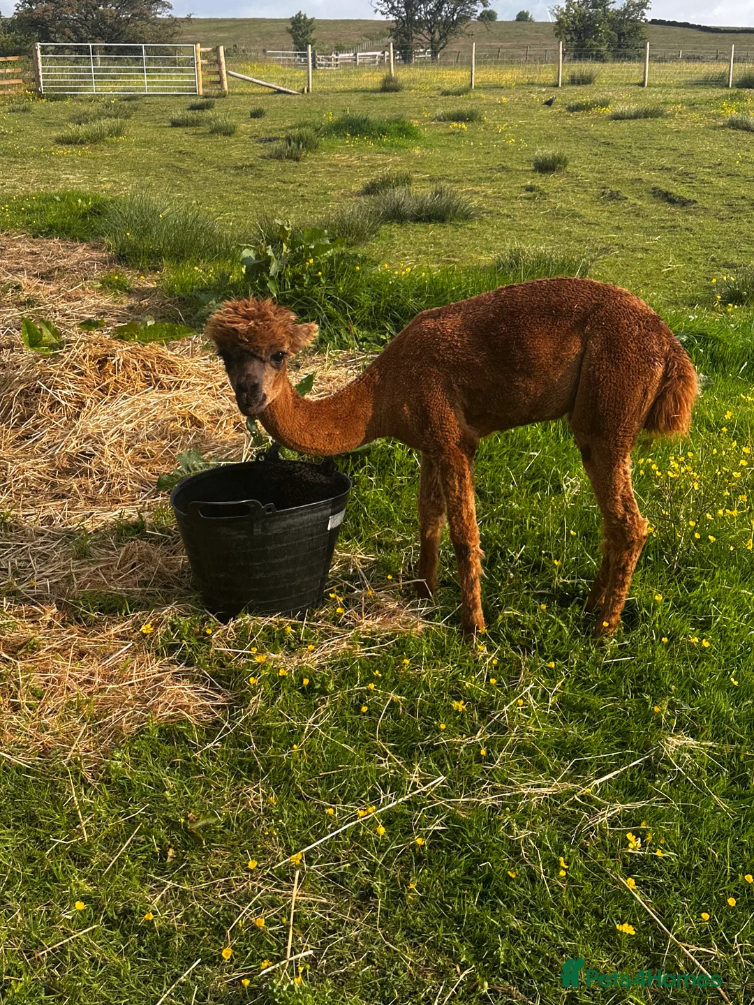 Alpaca livestock for sale: Alpacas  - Advert 9