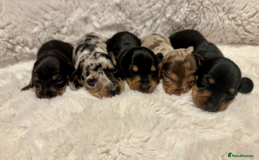 Miniature Dachshund dogs for sale: Short Haired Miniature Dachshunds - Image 6