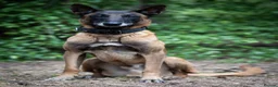 Belgian Shepherd Dog dogs for sale: Belgian Malinois available for active home  in Reading - Advert 3
