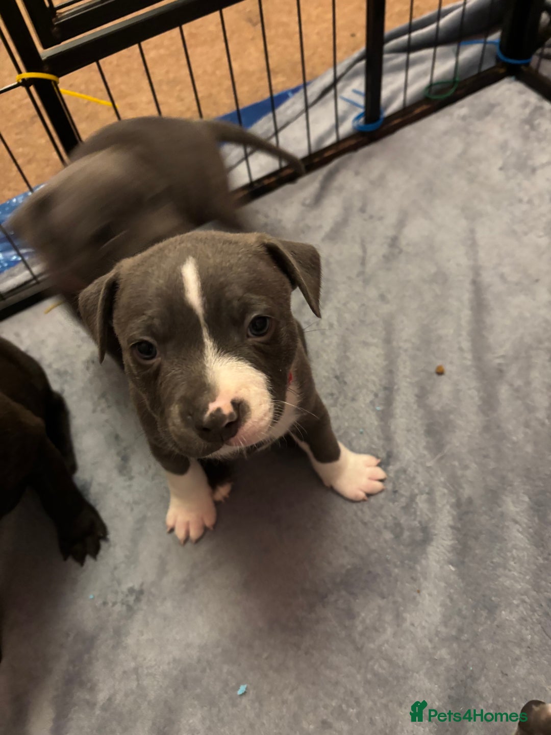 Staffordshire Bull Terrier dogs for sale: Staffordshire Bull Terrier puppies for sale  - Image 14