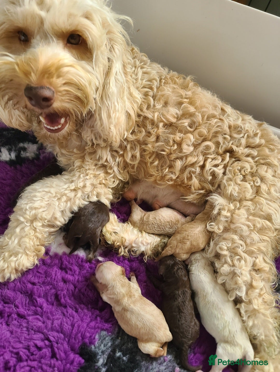 Cockapoo dogs for sale: F1b Cockapoos. Boys & Girls. DNA HEALTH TESTED - Image 4