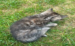 Mixed Breed cats for sale: Siamese/bsh domestic cross kittens  - Image 19