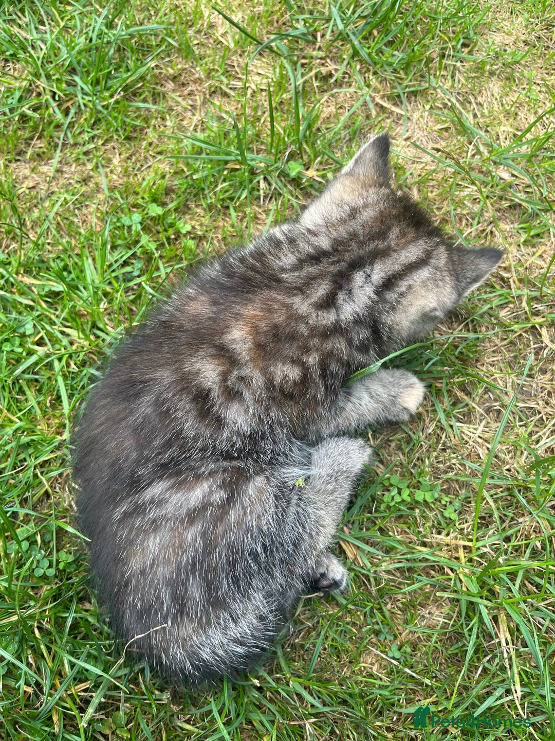 Mixed Breed cats for sale: Siamese/bsh domestic cross kittens  - Image 19