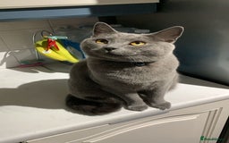 British Shorthair cats for sale: British shorthair x Russian blue male cats age 1 - Advert 7